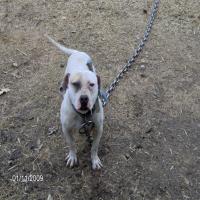 WATCH OUT'S  MIGHTY DOG '06