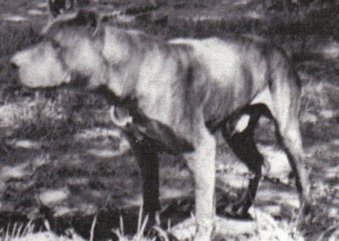 GR CH ADAMS' KINGFISH (POR)