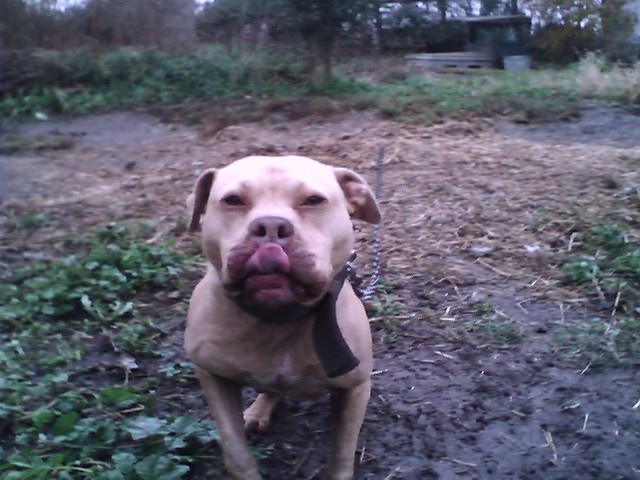 CHICAGO BULLDOG'S (P4D'S) ROMAL .