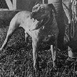 HETRICK'S TNT DEACON