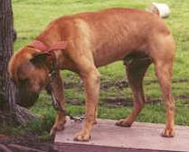 WYK'S BUSTER XX-X ,