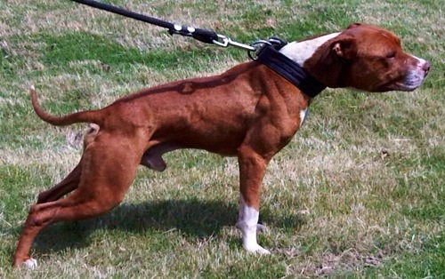 CJK'S LIL BOOMER (1XW-1XGL) (1XW)