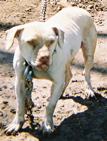 WSC LIL DUTCH