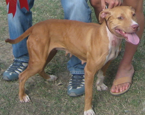 RBJBT KENNELS ISABEL