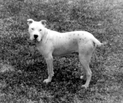 CARVER & JOHNSON'S BRUTUS