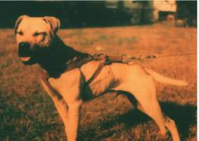 GR CH (HARGROVE'S) HOPPER'S OUTLAW