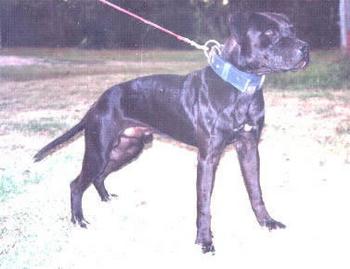 CH DSK'S  EL DIABLO NEGRO (ROM)
