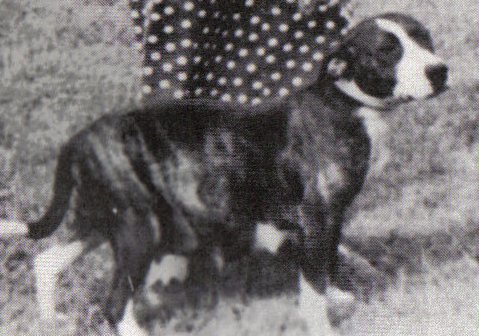 HETRICK'S TNT SADIE