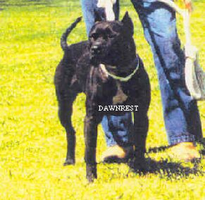CH GD CH BOUDREAUX'  BLACK BITER