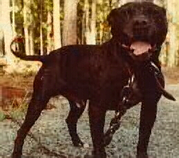 GR CH SNAKEMAN'S PEDRO (9XW) ROM