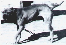 CH GR.CH. SORRELLS' HARD  EYES (POR)