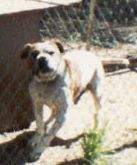 CH BUSENBARK'S RATTLER ROM