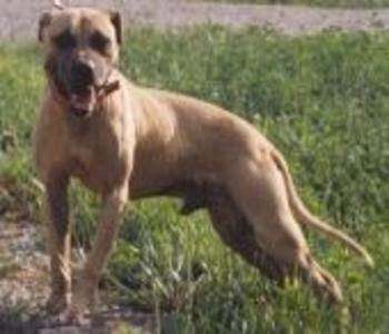 GENE'S LUG (POR)