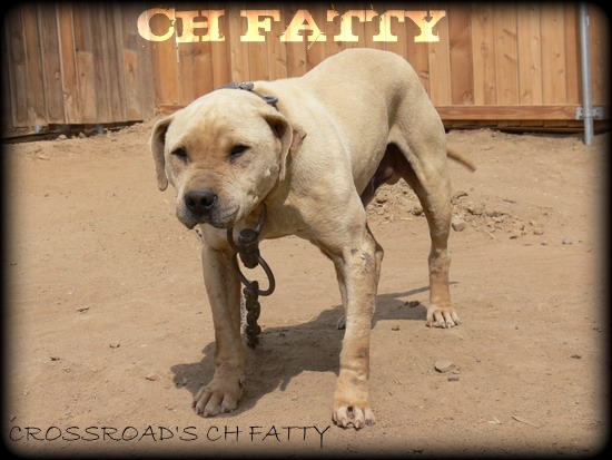 CH CROSSROAD'S FATTY POR