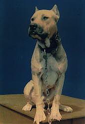 CH HOOTEN'S BUTCHER BOY (4XW)