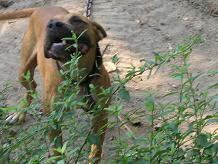 SORRELL'S (BCK'S) RED DOG (2XW)