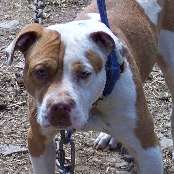 PIT ISLANDS BOOMER JR. R.O.M.