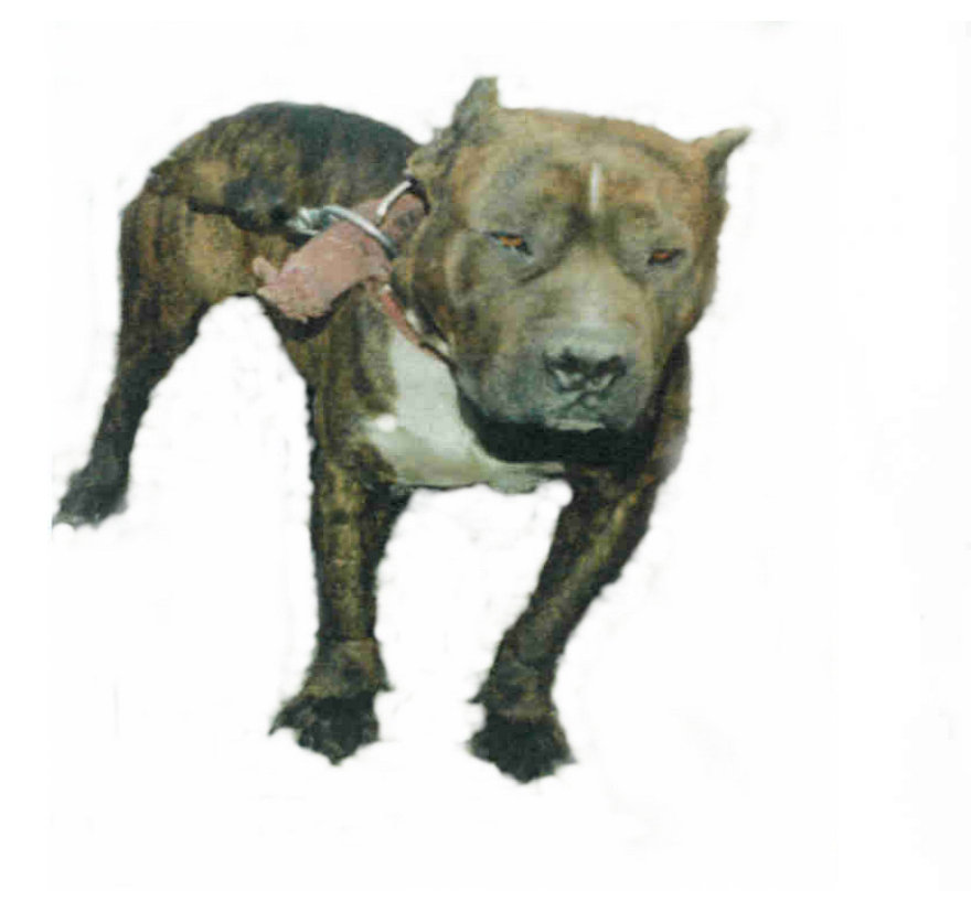 MILLER'S BUCK (BRADSHAW'S BIG HEAD)