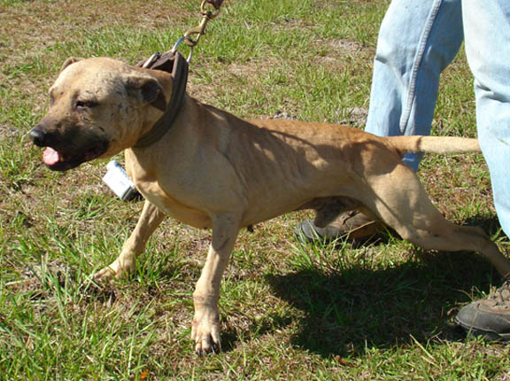 CH CH. WILDER`S RAWHIDE ( ROM)