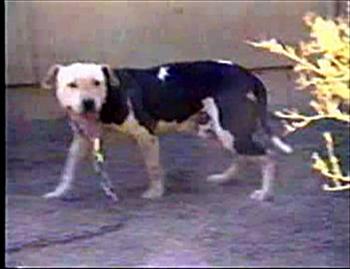STEVE'S MIGHTY DOG (2XW)