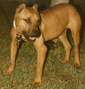 SOUTH'S BUDDY RINGO (2XW)