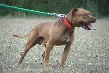 WRECKING CREW'S TAZMANIAN RED (POR)