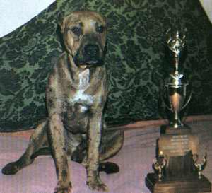 CH SORRELLS' CRAZY DUGAN