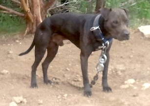 CH MCCOLLUM'S GREASEY