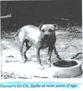 GR CH GARNER'S SPIKE (5XW) ROM