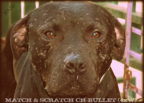 CH BMW'S BULLETCH MATCH & SCRATCH'S BULLET (4XW) POR</ POR