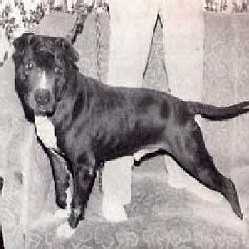 GREENWOOD'S OAKIE (2XW)