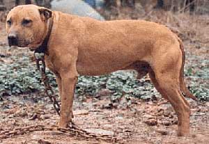 GARNER'S FRISCO ROM