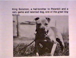 USELTON'S KING SOLOMON (1XW)