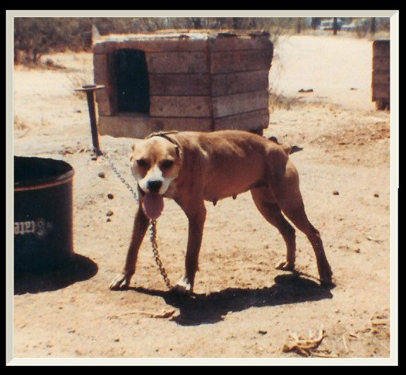 SORRELLS' BANDIT (1XW) POR