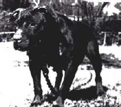 BREWER'S ROSIE