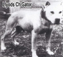 CH LLOYD'S GATOR (RICK SORRELS)