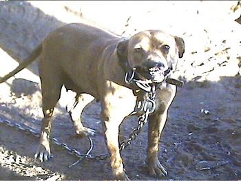 TUTTLE'S DELILAH (2X)