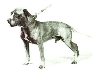 GR CH BURTON'S HANK (5XW) ROM