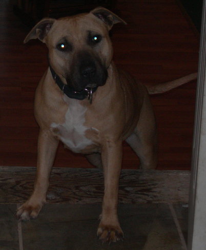 PITKING'S SASHA FIERCE