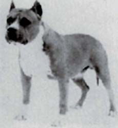 CH AKC.CH. RUFFIAN SKYBOLT OF HAR-WYN*