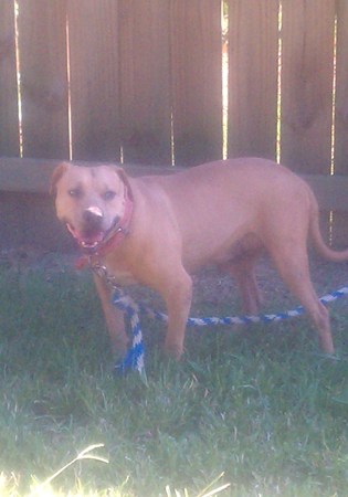 D. TANT'S MAT PTOWN KENNELS </FONT</A .