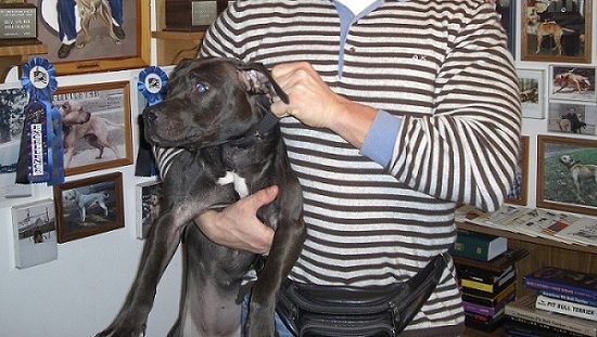 ^CENTRAL COAST KENNEL'S HYNA (H.G.T)
