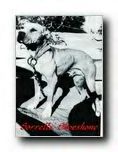 CH GR. . SORRELLS' SHOESHONE