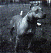 WILDER'S MITZIE