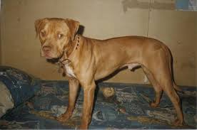 CH GR. CH. STP'S BUCK (ROM)