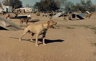 KINCAID'S ROLO (2XW)