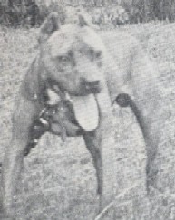 CLOUSE'S RED BOMBER