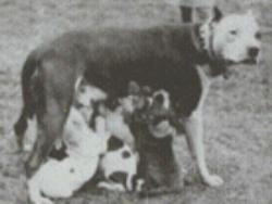 ORMSBY MADGE