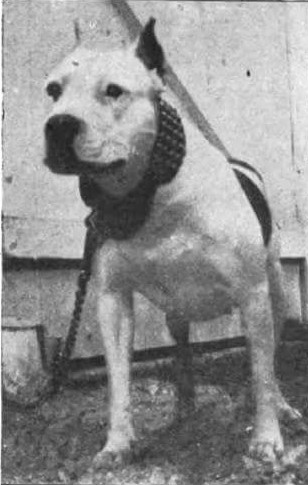 COLBY'S JESSIE (4XW)