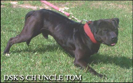 CH DIRTY SOUTH KENNEL'S UNCLE TOM